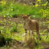 Cleo the cheetah, who has died at Edinburgh Zoo