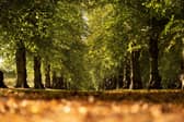 The leaves in Clumber Park, Nottinghamshire begin to turn golden as autumn sets in