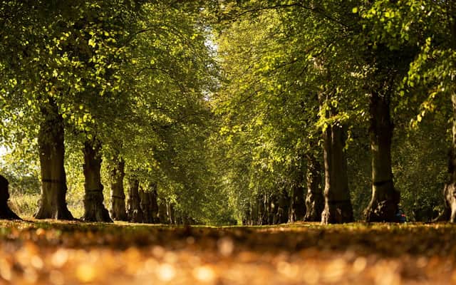 The leaves in Clumber Park, Nottinghamshire begin to turn golden as autumn sets in