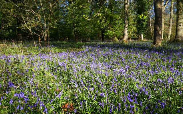 A blanket of bluebells near their peak at the National Trust's Basildon Park near Goring-on-Thames in Berkshire