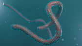 Rwanda declared an outbreak of the Marburg virus on September 27.