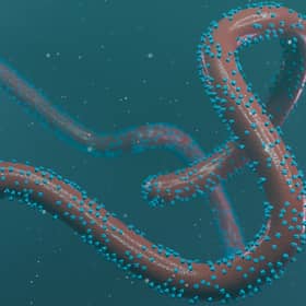 Rwanda declared an outbreak of the Marburg virus on September 27.