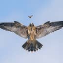 Practice Makes Perfect by Jack Zhi from USA, the winner in the Behaviour: Birds category