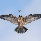 Practice Makes Perfect by Jack Zhi from USA, the winner in the Behaviour: Birds category
