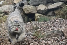 World’s Grumpiest Cat comes to Edinburgh Zoo

