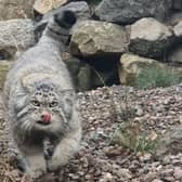 World’s Grumpiest Cat comes to Edinburgh Zoo

