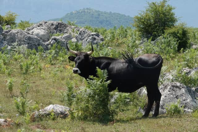 Trees for Life said it will experiment introducing a small herd of tauros in 2026