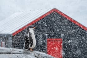 Penguins at Port Lockroy in Antarctica. A Scottish woman will spend five months counting penguins in Antarctica. Picture: UKAHT/Jerome Viard/SWNS 