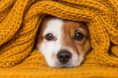 Bonfire night can be a testing time for pups - and their owners.