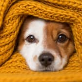 Bonfire night can be a testing time for pups - and their owners.