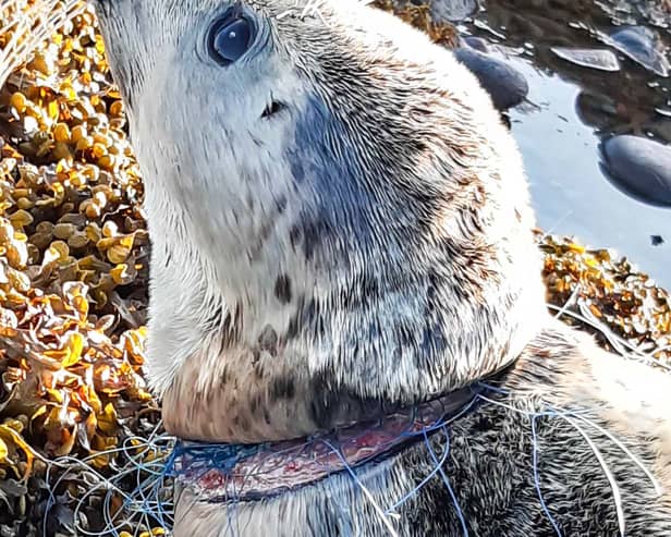 Ariel was found caught in fishing wire on the beach