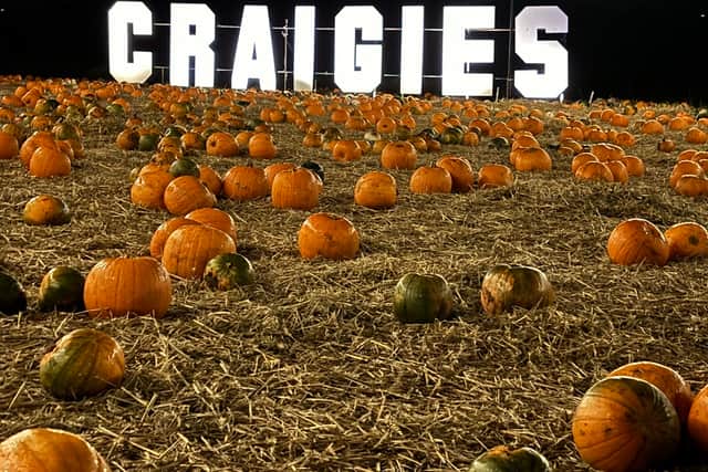 Pumpkin field