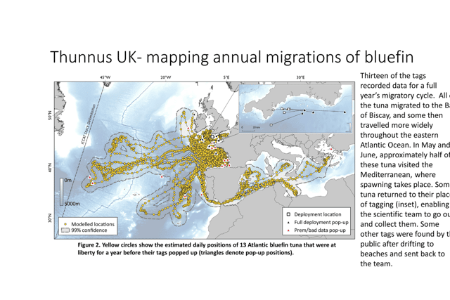 Thunnus UK research showing the annual migration of successfully tagged bluefin
