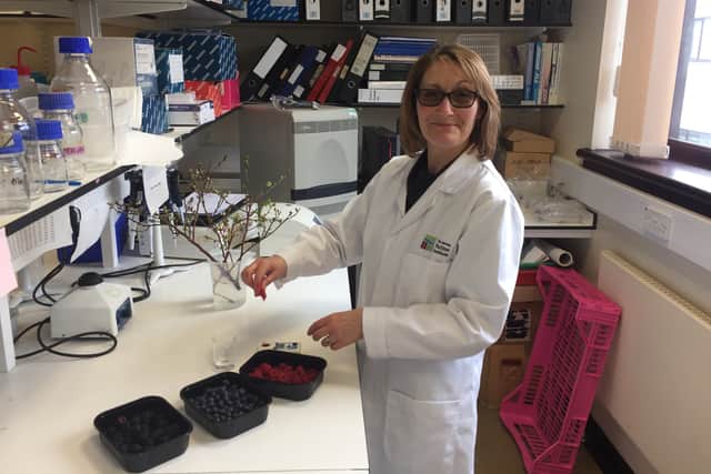 Dr Julie Graham, soft fruit geneticist at the James Hutton Institute