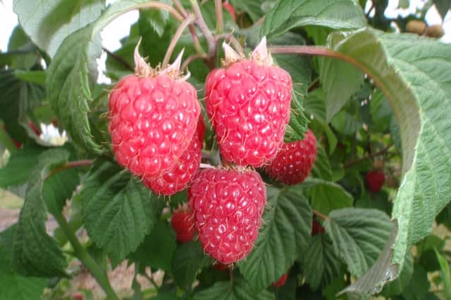 Scotland is renowned for its raspberry production and is known for producing some of the best raspberries in the world.