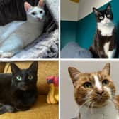 Some of the adorable cats looking for their forever homes.