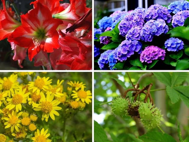 Dogs should steer clear of these trees, plants and flowers in autumn.