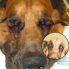 Six-year-old Luca the Bloodhound struggled to see - until he had a facelift!