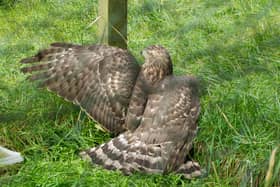 A Goshawk trapped in Aberdeenshire in 2012