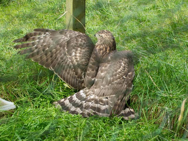 A Goshawk trapped in Aberdeenshire in 2012