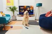 Sky announced Bonfire Night channel to calm dogs. Photo: Sky