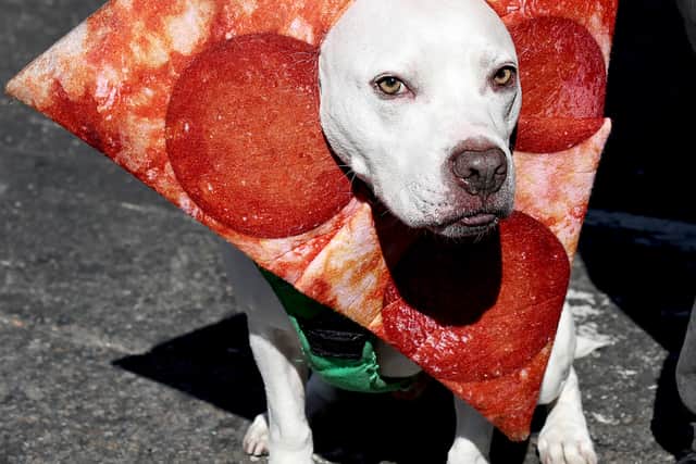 Dog dressed as pizza