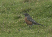 The American robin is a very rare sight in Scotland, and has only been recorded once before in the country the 1960s 