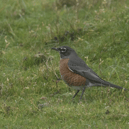 The American robin is a very rare sight in Scotland, and has only been recorded once before in the country the 1960s 