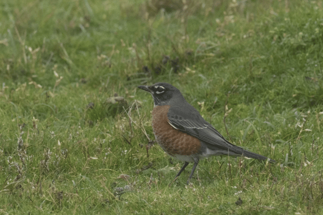 The American robin is a very rare sight in Scotland, and has only been recorded once before in the country the 1960s