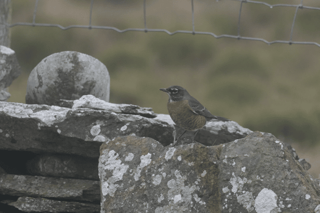 The American Robin is an entirely different bird to the UK robin, despite both boasting a handsome red chest