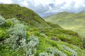 Endangered mountain trees and shrubs are making a comeback in Scotland, mitigating the effects of extreme weather, a study by the University of Stirling has shown.
