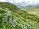Endangered mountain trees and shrubs are making a comeback in Scotland, mitigating the effects of extreme weather, a study by the University of Stirling has shown.