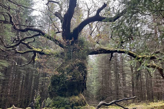 The centuries-old 'Skipinnish Oak', named after a Scottish ceilidh band, has won this year's Tree of the Year contest (Picture: Woodland Trust)