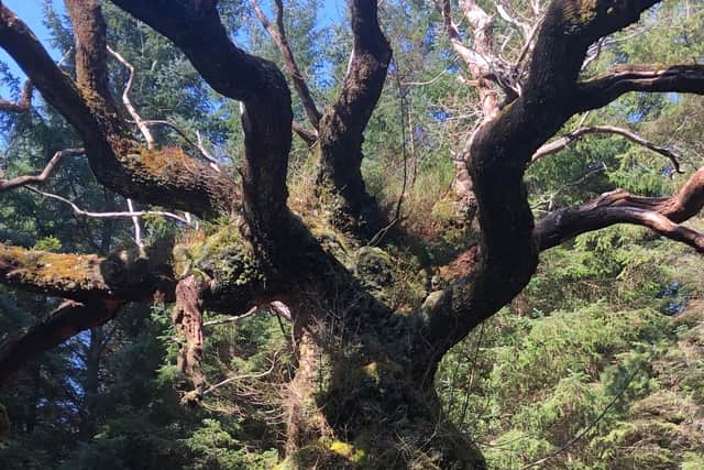 The oak, thought to be at least 400 years old and hidden away in a Sitka spruce plantation in Lochaber, in the Scottish Highlands, is a surviving remnant of the native ecosystem, playing host to rare lichens and other species, the Woodland Trust said.