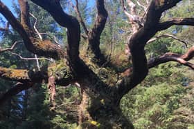 The oak, thought to be at least 400 years old and hidden away in a Sitka spruce plantation in Lochaber, in the Scottish Highlands, is a surviving remnant of the native ecosystem, playing host to rare lichens and other species, the Woodland Trust said.
