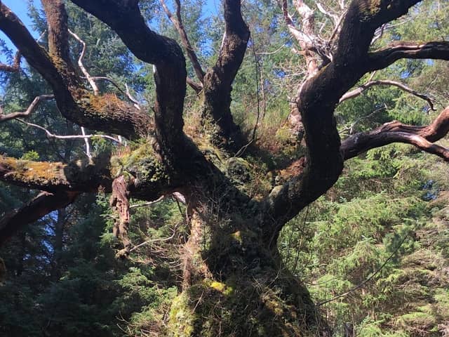 The oak, thought to be at least 400 years old and hidden away in a Sitka spruce plantation in Lochaber, in the Scottish Highlands, is a surviving remnant of the native ecosystem, playing host to rare lichens and other species, the Woodland Trust said.