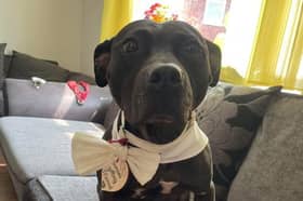 Dog Merry destroyed the £2,000 wedding dress. Picture: Jade Fellburn/SWNS