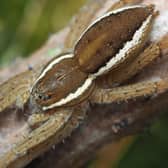 Fen raft spider.