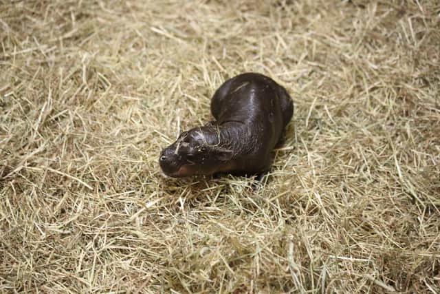 Visitors to the zoo won't be able to see Haggis yet, as she's too young to be given too much attention.