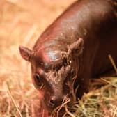 Haggis is the newest arrival at Edinburgh Zoo.