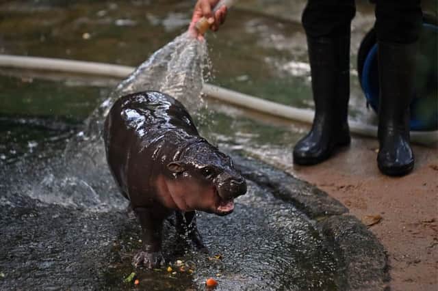 Moo Deng the pygmy hippo went viral after being born in Thailand earlier this year.