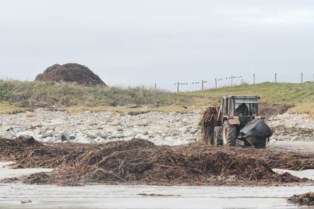 A crofter on Benbecula harvesting seaweed to be used as fertiliser for crops
