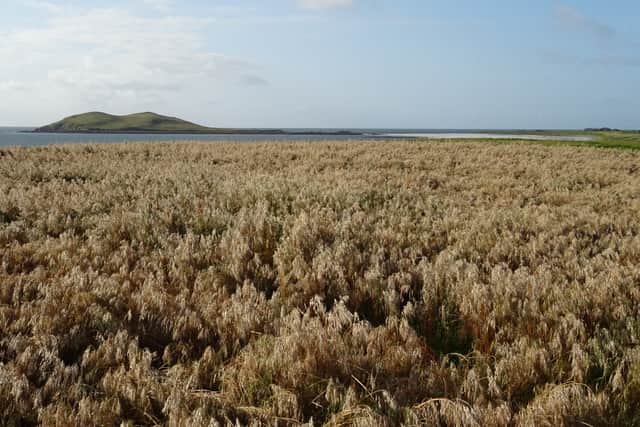 Scotland's machair is best developed on the Uists, Tiree and Barra, according to NatureScot