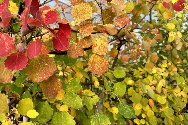 Currently, aspen is mainly found in small and fragmented stands. A rare part of the Caledonian Forest, aspen (Populus tremula), with its leaves on long, flattened stalks (petioles) that flutter even in a gentle breeze, is known as the ‘tremlin tree’ in Scots.