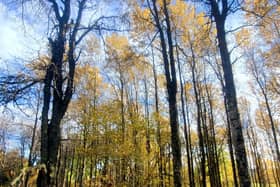 An initiative to save one of Scotland’s native tree species has been launched in the Scottish Highlands.