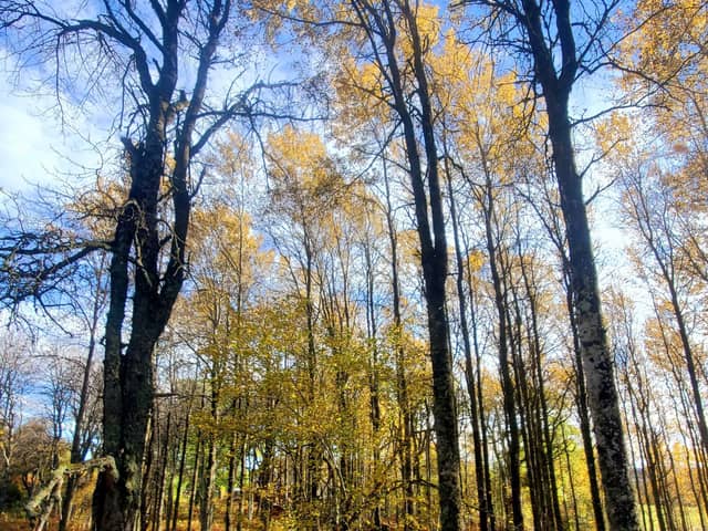 An initiative to save one of Scotland’s native tree species has been launched in the Scottish Highlands.