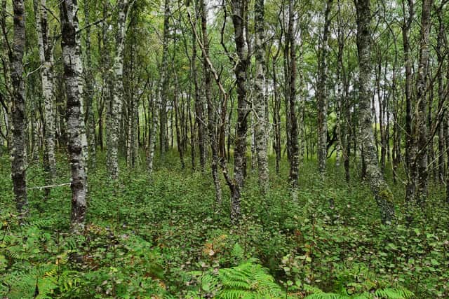 Aspen and Suckers. Aspen provides a habitat for a wide range of rare fungi, lichens, mosses, moths