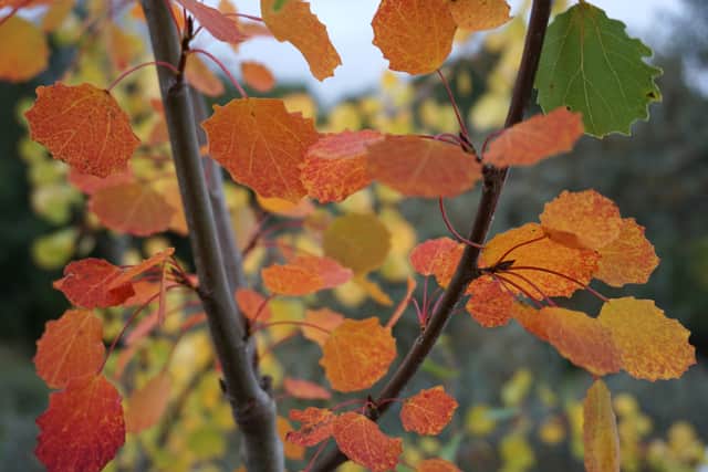 A healthy, functional aspen network will help build resilience against climate change and biodiversity loss, says the Network.