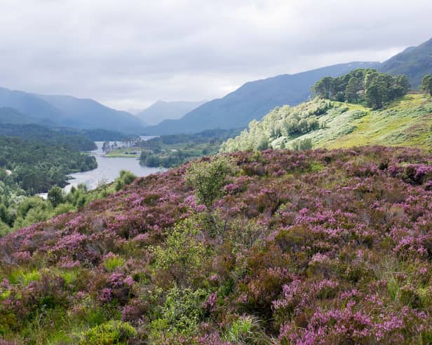 Glen Affric is one of the finest spots in Scotland. 