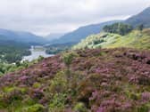 Glen Affric is one of the finest spots in Scotland. 